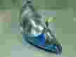 Фара HONDA FIT GD1 Перед Прав 4944 (Контрактный) 64492845