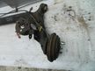 Балка подвески HONDA FIT ARIA Зад (Контрактный) 40951542