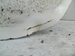 Дверь 5-я TOYOTA GAIA SXM10 (Контрактный) 72355549