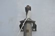 Колонка рулевая NISSAN X-TRAIL T30 (Контрактный) 46091312