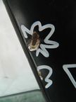 Дверь HONDA CIVIC EU1 Зад Прав (Контрактный) 72355695