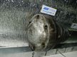 Привод TOYOTA ALTEZZA SXE10 3SGE Зад Лев (Контрактный) 35021902