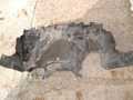 Защита двигателя SUBARU FORESTER SHJ FB20 (Контрактный) 1020570100 56410SC031